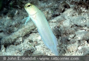Opistognathus aurifrons