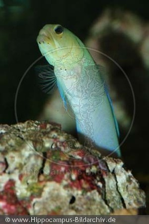 Opistognathus aurifrons