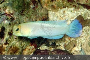 Opistognathus aurifrons