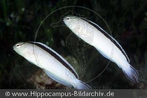 Meiacanthus smithi