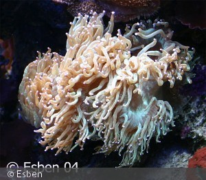 Catalaphyllia jardinei