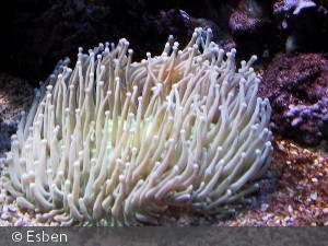 Heliofungia actiniformis