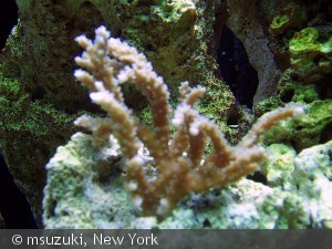 Anacropora