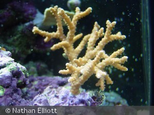 Anacropora sp.