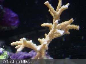 Anacropora sp.