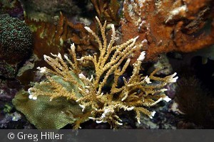 Anacropora sp.