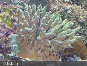 Acropora humilis