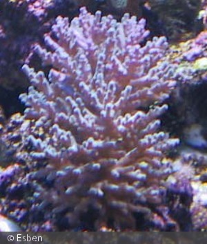 Acropora azurea?