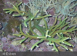 Acropora cervicornis