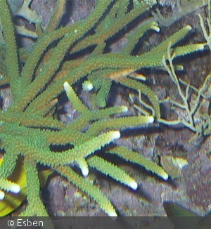 Acropora cervicornis