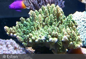Acropora  ?