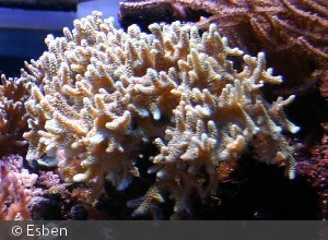 Acropora ?