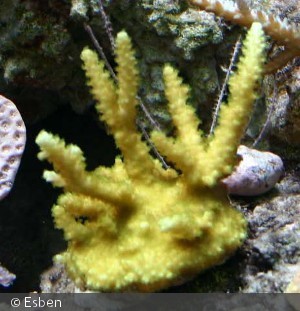 Acropora ?