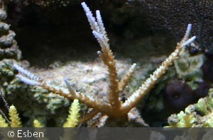 Acropora ?