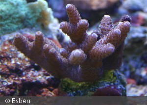 Acropora ?