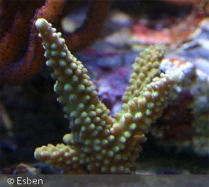Acropora ?