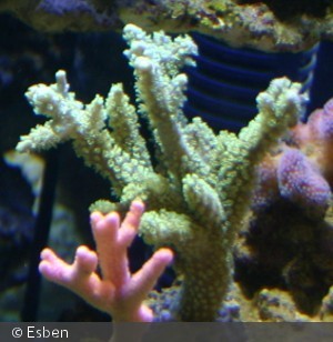 Acropora ?