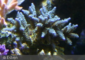 Acropora ?