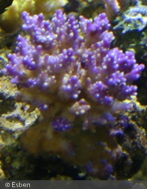 Acropora ?