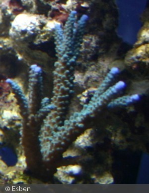 Acropora ?