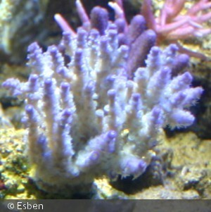 Acropora ?