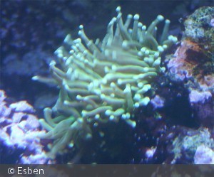 Euphyllia glabrescens