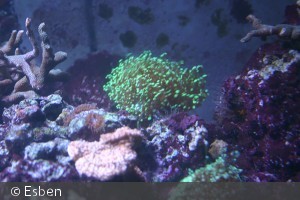 Euphyllia divisa