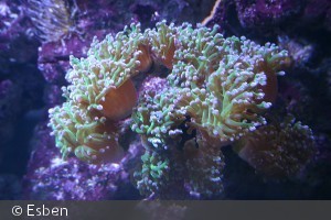 Euphyllia glabrescens
