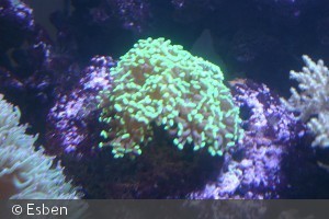 Euphyllia paraancora