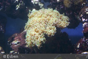 Euphyllia divisa