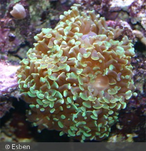 Euphyllia paraancora