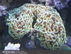 Euphyllia paraancora