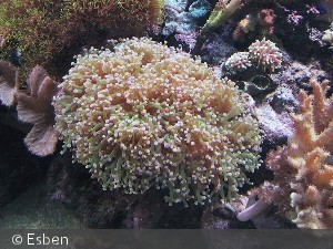 Euphyllia divisa