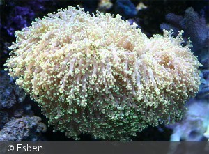 Euphyllia divisa