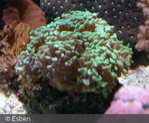Euphyllia paraancora