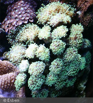 Euphyllia divisa