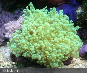 Euphyllia divisa