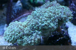 Euphyllia divisa