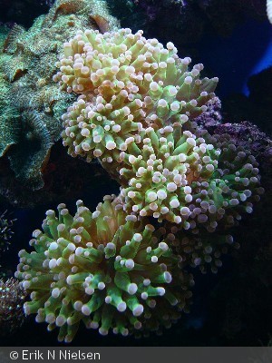 Euphyllia paradivisa