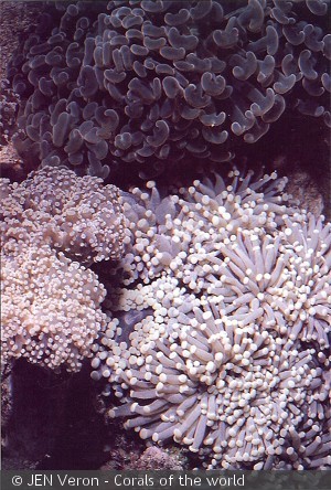 Euphyllia ancora ( top ), Euphyllia glabrescens ( midt ) Euphyllia divisa ( bund )