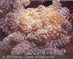 Euphyllia  yaeyamaensis