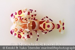 Hymenocerca picta, French Frigate Shoals
