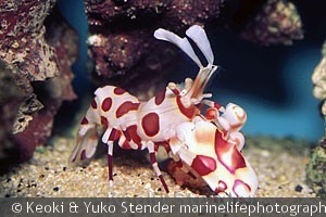 Hymenocerca picta, Waikiki Aquarium