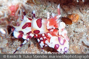 Hymenocerca picta, Corsair, Oahu