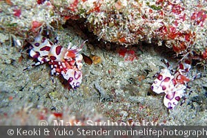 Hymenocerca picta, Corsair, Oahu