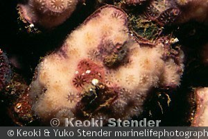 Madracis pharensis