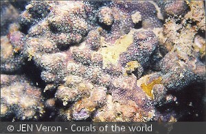 Madracis kirbyi, Vietnam
