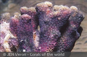 Madracis kirbyi, Great Barrier Reef