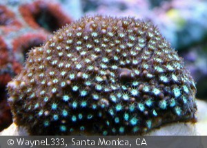 Stylocoeniella cocosensis