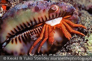 Trizopagurus strigatus Makaha, Oahu